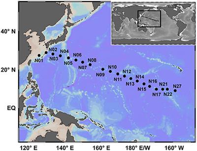 Patterns of Relative and Quantitative Abundances of Marine Bacteria in Surface Waters of the Subtropical Northwest Pacific Ocean Estimated With High-Throughput Quantification Sequencing